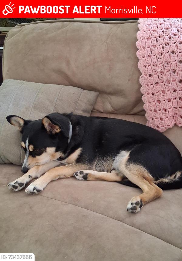 Lost Male Dog last seen Morrisville Carpenter rd. Davis dr., Morrisville, NC 27560