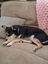 Lost Male Dog last seen Morrisville Carpenter rd. Davis dr., Morrisville, NC 27560