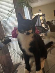 Lost Male Cat last seen First Baptist Church, Pasadena, TX 77505
