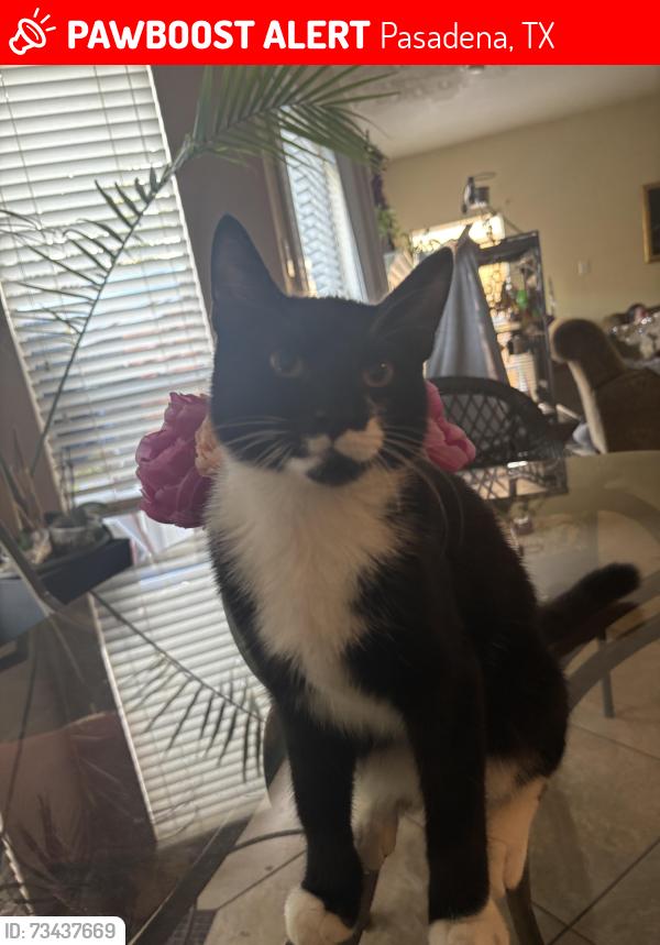 Lost Male Cat last seen First Baptist Church, Pasadena, TX 77505