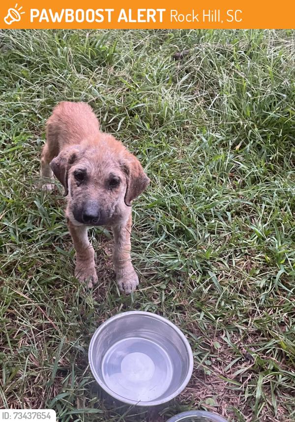 Found/Stray Female Dog last seen Rock Hill Galleria Mall, Rock Hill, SC 29730