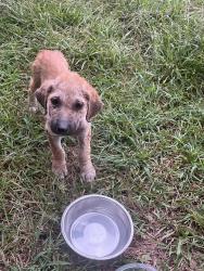 Found/Stray Female Dog last seen Rock Hill Galleria Mall, Rock Hill, SC 29730