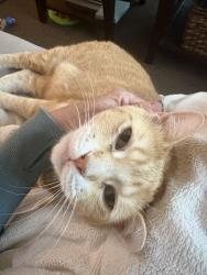 Reunited Female Cat last seen Antonio Parkway and Santa Margarita Parkway, Rancho Santa Margarita, CA 92688