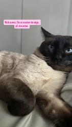 Lost Male Cat last seen Rua Herbert Moses, Jardim Monte Kemel, SP 05635-000