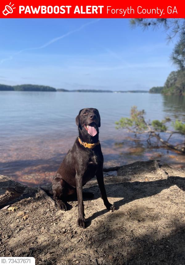 Lost Male Dog last seen Traditions in Cumming, Forsyth County, GA 30040