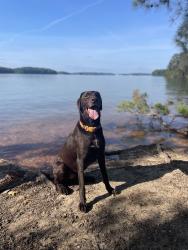 Lost Male Dog last seen Traditions in Cumming, Forsyth County, GA 30040