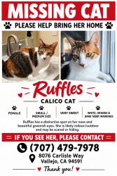 Lost Female Cat last seen Carlisle and Overlook, Vallejo, CA 94591