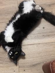 Lost Male Cat last seen Seen next to e gorovers ave and campobello, Phoenix, AZ 85032