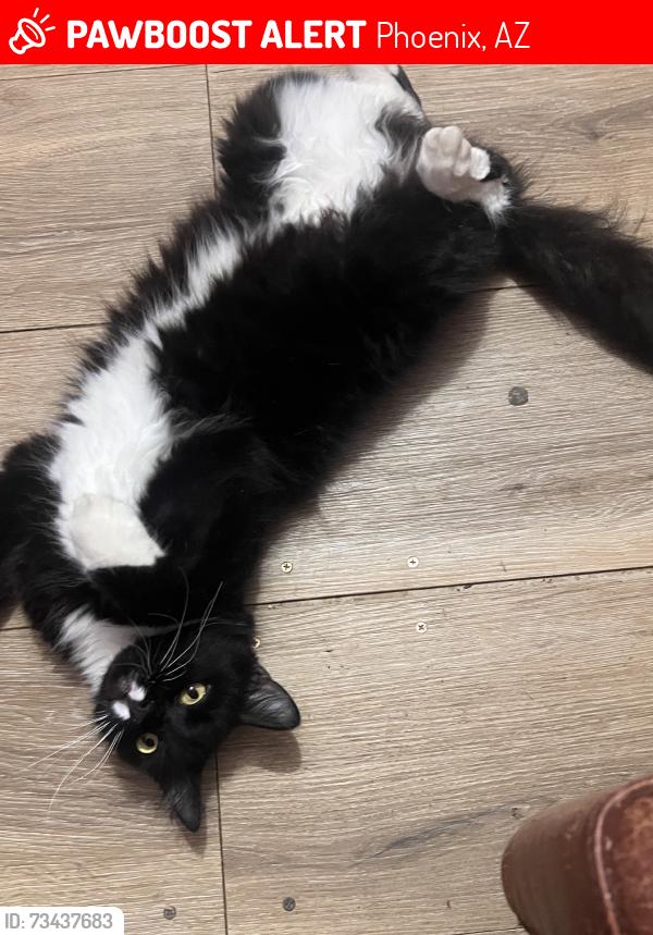 Lost Male Cat last seen Seen next to e gorovers ave and campobello, Phoenix, AZ 85032