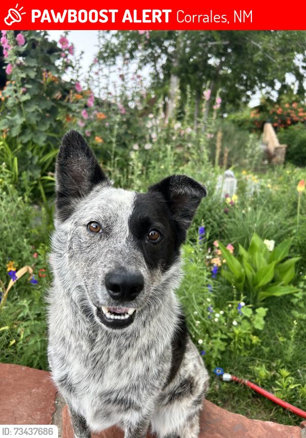 Lost Male Dog last seen Loma larga, Corrales, NM 87048