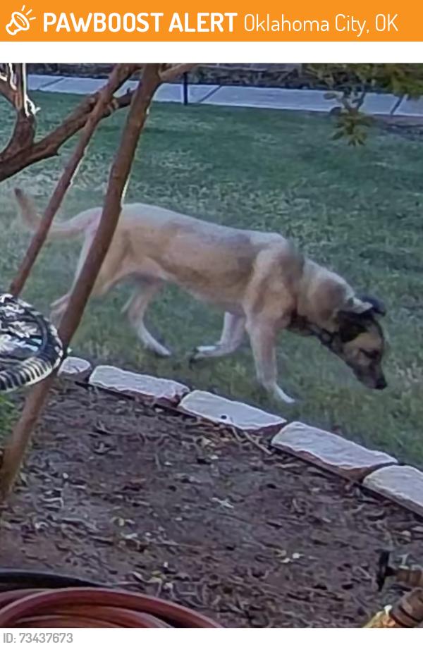 Found/Stray Unknown Dog last seen Bryant and Memorial near Braums, Oklahoma City, OK 73013