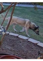 Found/Stray Unknown Dog last seen Bryant and Memorial near Braums, Oklahoma City, OK 73013