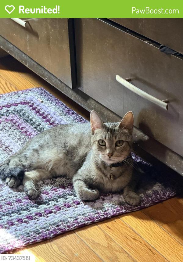 Reunited Female Cat last seen Stamford Police Headquarters, Stamford, CT 06905