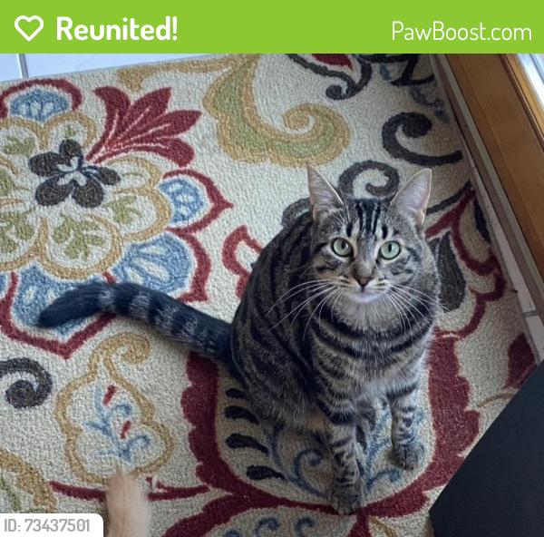 Reunited Female Cat last seen Walnutcreek Dr & Elmview Encinitas, Encinitas, CA 92024