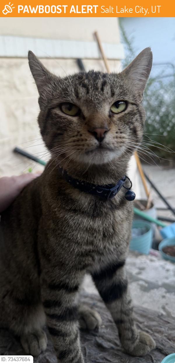 Found/Stray Unknown Cat last seen 400s goshen, Salt Lake City, UT 84104