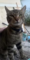 Found/Stray Unknown Cat last seen 400s goshen, Salt Lake City, UT 84104
