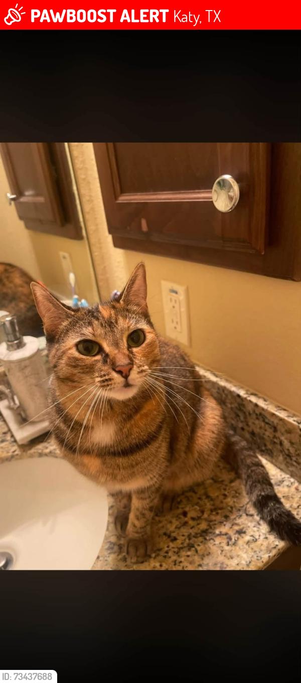 Lost Female Cat last seen Near 28128 N Firethorne Rd, Katy, TX 77494,, Katy, TX 77494