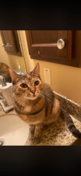 Lost Female Cat last seen Near 28128 N Firethorne Rd, Katy, TX 77494,, Katy, TX 77494