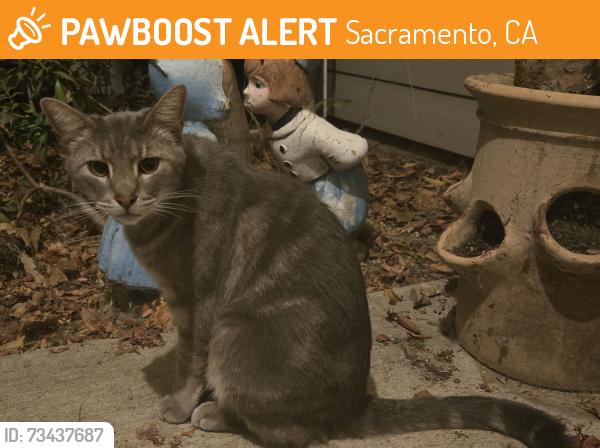 Found/Stray Male Cat last seen Iverson and Irongate, Sacramento, CA 95835