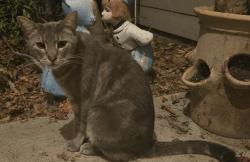 Found/Stray Male Cat last seen Iverson and Irongate, Sacramento, CA 95835