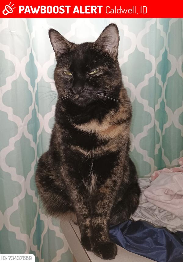 Lost Female Cat last seen Rawhide dr and Arrowhead in Hardy ests, Caldwell, ID 83605