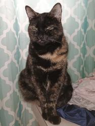 Lost Female Cat last seen Rawhide dr and Arrowhead in Hardy ests, Caldwell, ID 83605