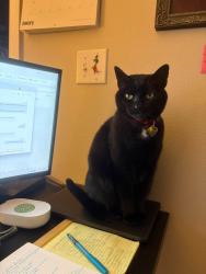 Reunited Female Cat last seen Alta at the Lake s, Issaquah, WA 98029