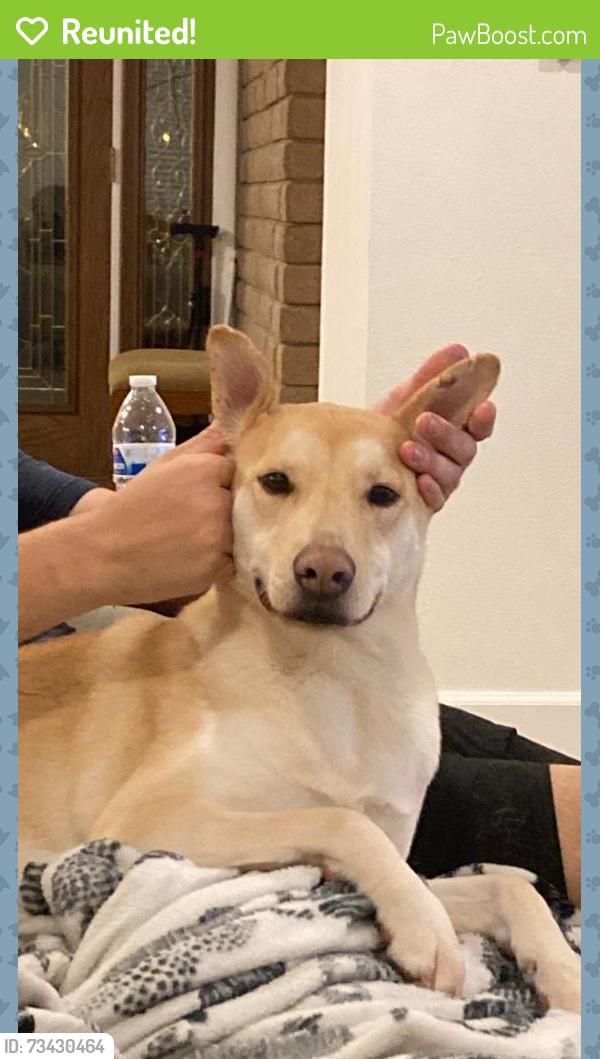 Reunited Female Dog last seen 43rd and Olive, Phoenix, AZ 85302