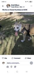 Lost Male Dog last seen Harris and panama, Bakersfield, CA 93311
