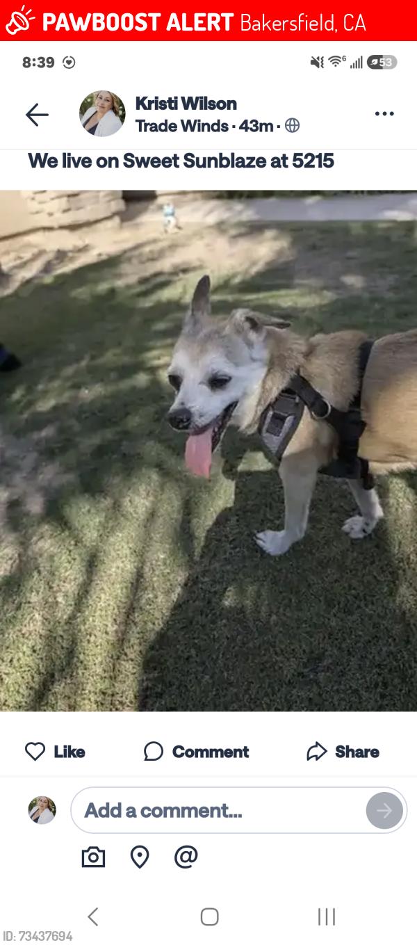 Lost Male Dog last seen Harris and panama, Bakersfield, CA 93311