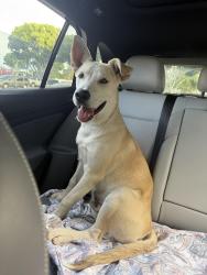 Found/Stray Male Dog last seen Cogswell and killian, El Monte, CA 91731