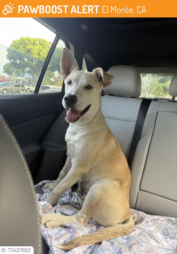 Found/Stray Male Dog last seen Cogswell and killian, El Monte, CA 91731