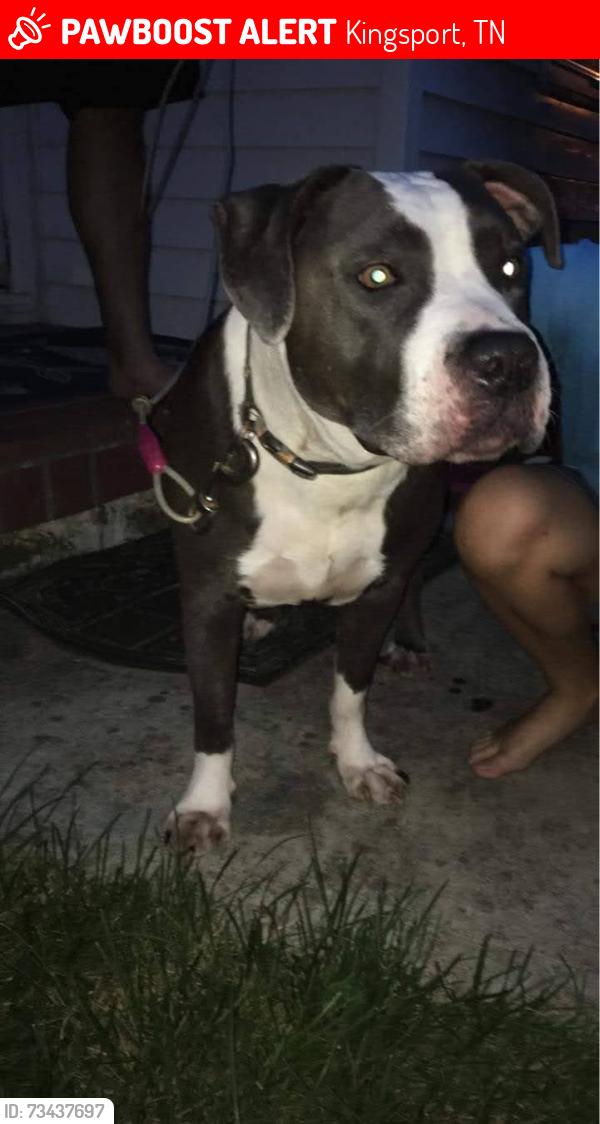 Lost Female Dog last seen Bloomingdale rd, Ketron elementary, Kingsport, TN 37660