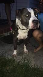 Lost Female Dog last seen Bloomingdale rd, Ketron elementary, Kingsport, TN 37660