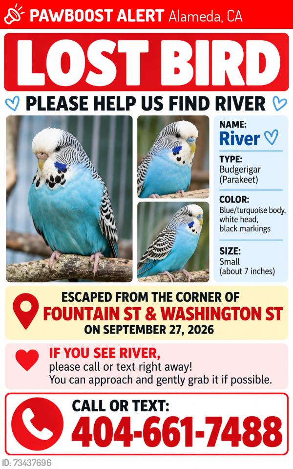 Lost Male Bird last seen Near Washington St, Alameda, Alameda, CA 94501