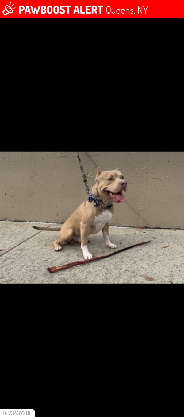 Lost Male Dog last seen Sanford Ave and bowne street, Queens, NY 11354