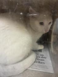 Shelter Stray Male Cat last seen , 957 N Gaffey St, San Pedro, CA 90731, USA