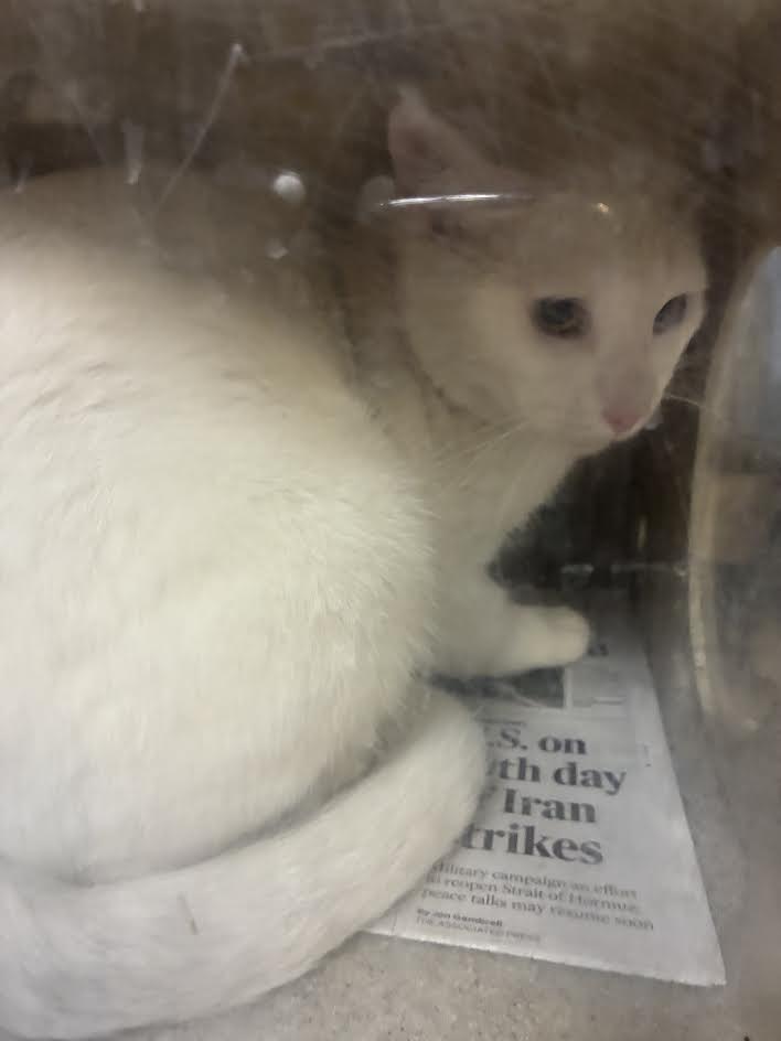 Shelter Stray Male Cat last seen , 957 N Gaffey St, San Pedro, CA 90731, USA