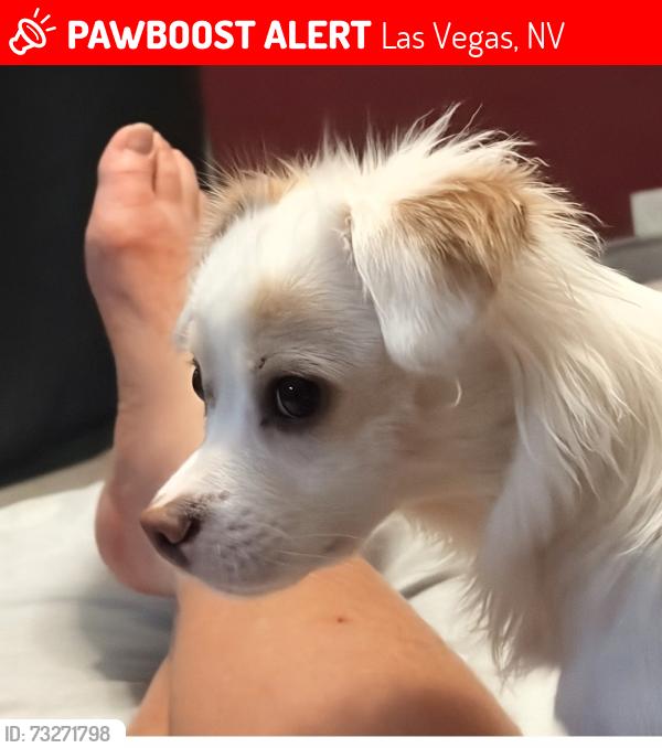 Lost Male Dog last seen Turned into foundation, Las Vegas, NV 89101