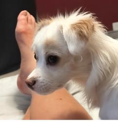 Lost Male Dog last seen Turned into foundation, Las Vegas, NV 89101