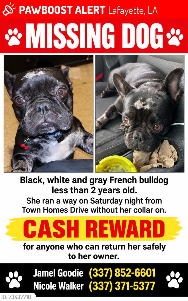 Lost Female Dog last seen Truman, Lafayette, LA 70501