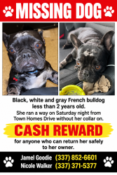 Lost Female Dog last seen Truman, Lafayette, LA 70501
