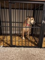 Reunited Female Dog last seen Lake Iola, Scottsburg, IN 47170