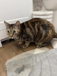 Lost Female Cat last seen DS Ave and Bert lane, Little Elm, TX 75068