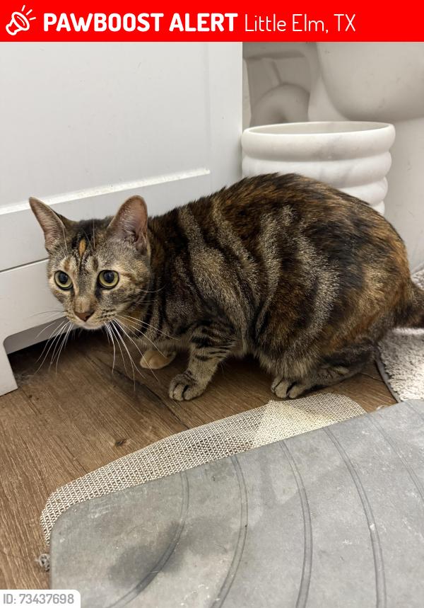 Lost Female Cat last seen DS Ave and Bert lane, Little Elm, TX 75068