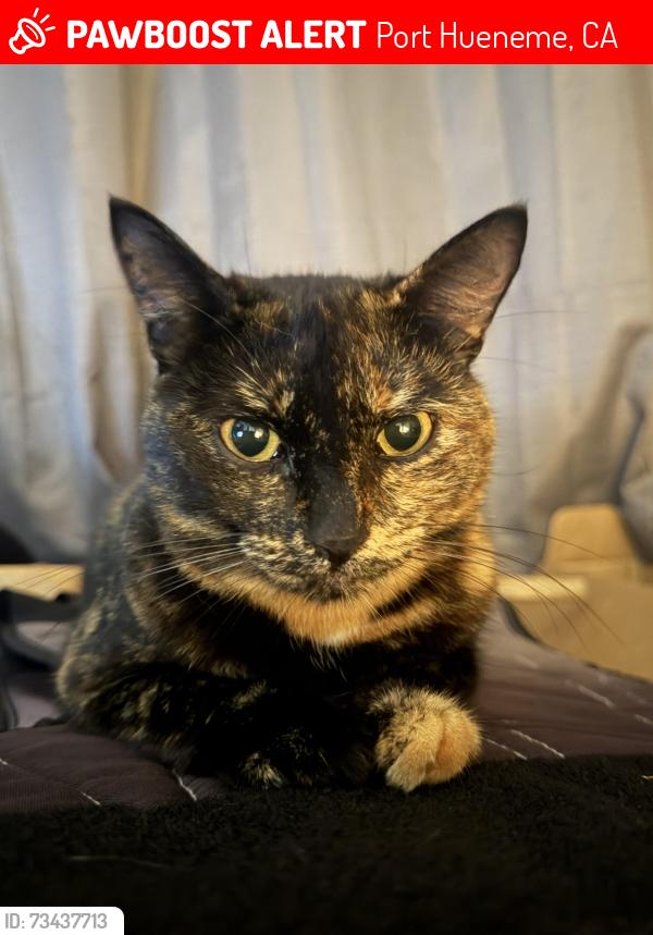 Lost Female Cat last seen Near E B St, Port Hueneme, Port Hueneme, CA 93041
