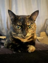 Lost Female Cat last seen Near E B St, Port Hueneme, Port Hueneme, CA 93041