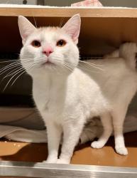 Shelter Stray Male Cat last seen ATHENS / AVALON, 1419 Bryant St, San Francisco, CA 94103, USA