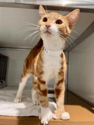 Shelter Stray Male Cat last seen GENEVA / MOSCOW, 1419 Bryant St, San Francisco, CA 94103, USA
