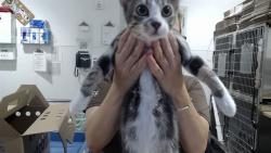 Shelter Stray Male Cat last seen XFOLSOM/23RD/24TH, 1419 Bryant St, San Francisco, CA 94103, USA